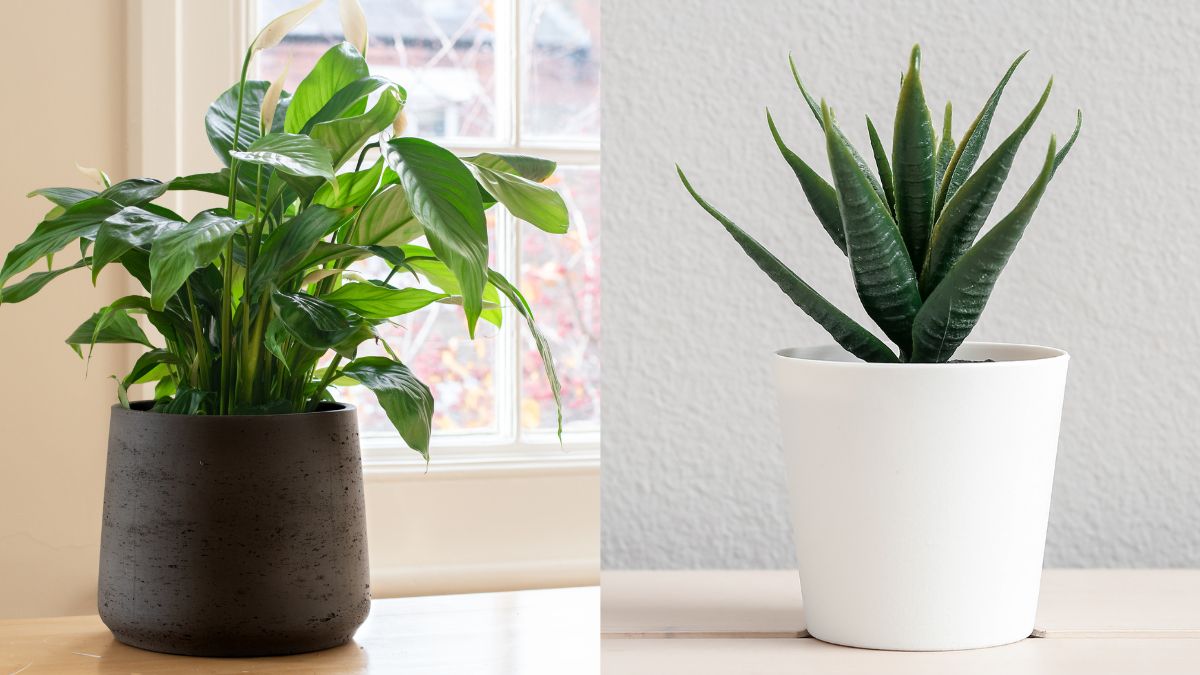 5-air-purifying-indoor-plants-you-must-keep-in-your-home-before-diwali-for-fresh-air-quality